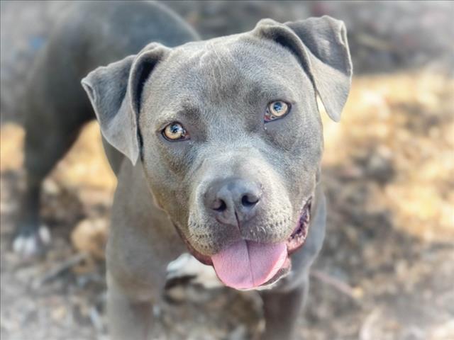 Shelter Stray Female Dog last seen , 957 N Gaffey St, San Pedro, CA 90731, USA