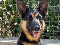 Shelter Stray Female Dog last seen , 957 N Gaffey St, San Pedro, CA 90731, USA