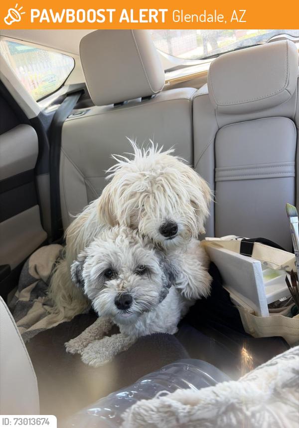 Found/Stray Male Dog last seen Sahuaro Ranch Park, Glendale, AZ 85302