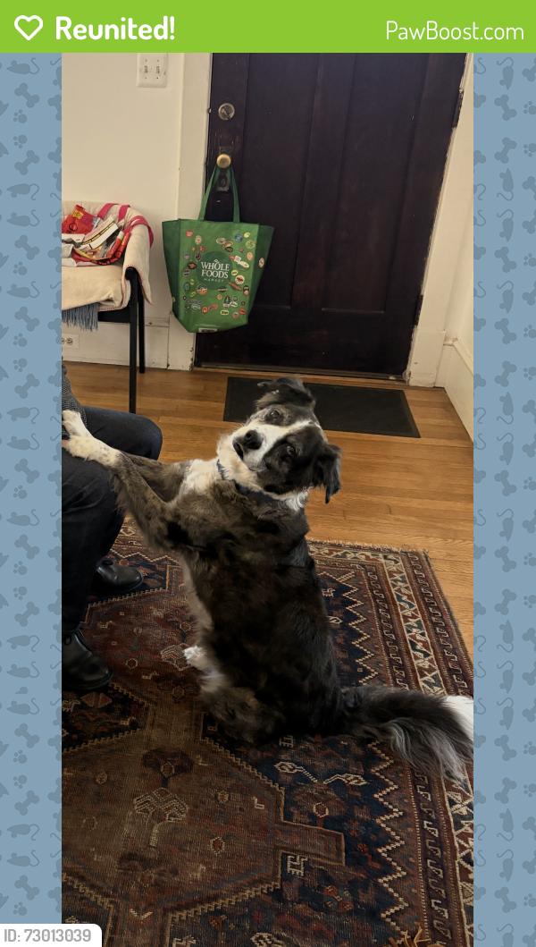 Reunited Female Dog last seen Near the intersection of Glebe Road and Columbia Pike, Arlington, VA 22204