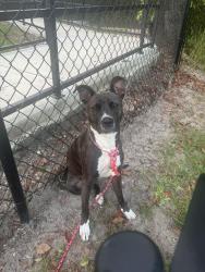 Found/Stray Female Dog last seen Old county rd 54, Pasco County, FL 34655