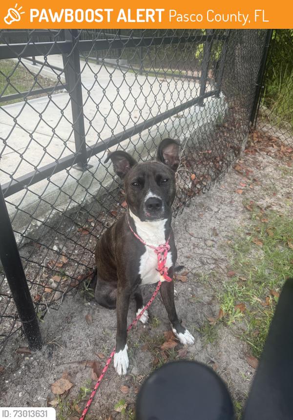 Found/Stray Female Dog last seen Old county rd 54, Pasco County, FL 34655