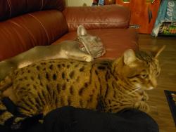 Lost Male Cat last seen Se 33rd st, Troutdale, OR 97060