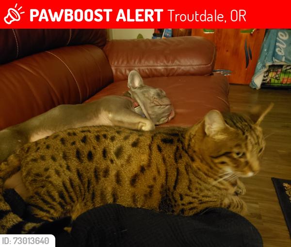 Lost Male Cat last seen Se 33rd st, Troutdale, OR 97060