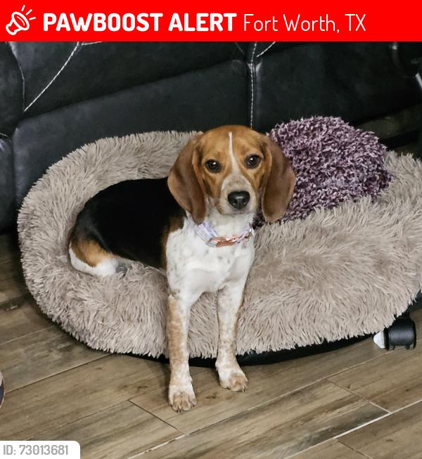 Lost Female Dog last seen Ennis Ave & Retta, Fort Worth, TX 76111