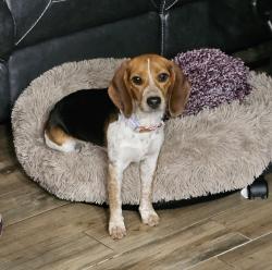 Lost Female Dog last seen Ennis Ave & Retta, Fort Worth, TX 76111
