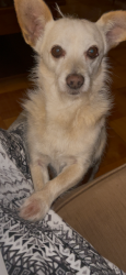Lost Male Dog last seen Pico Vista Rd and Townley, Pico Rivera, CA 90660