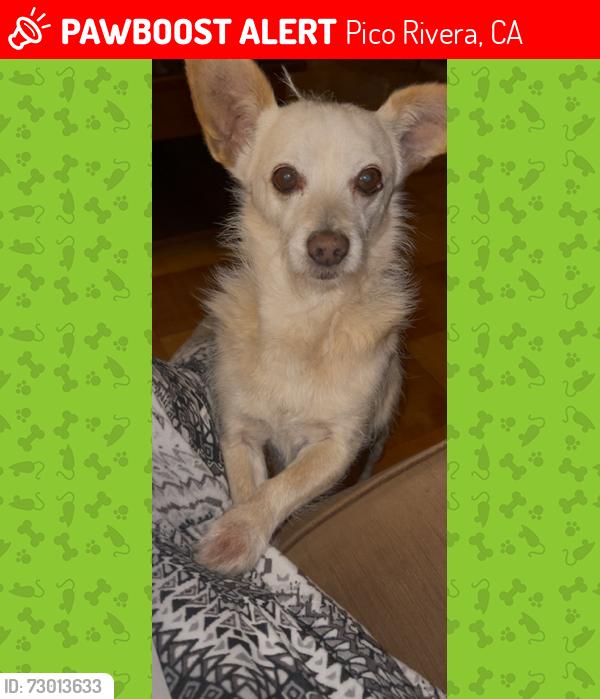Lost Male Dog last seen Pico Vista Rd and Townley, Pico Rivera, CA 90660
