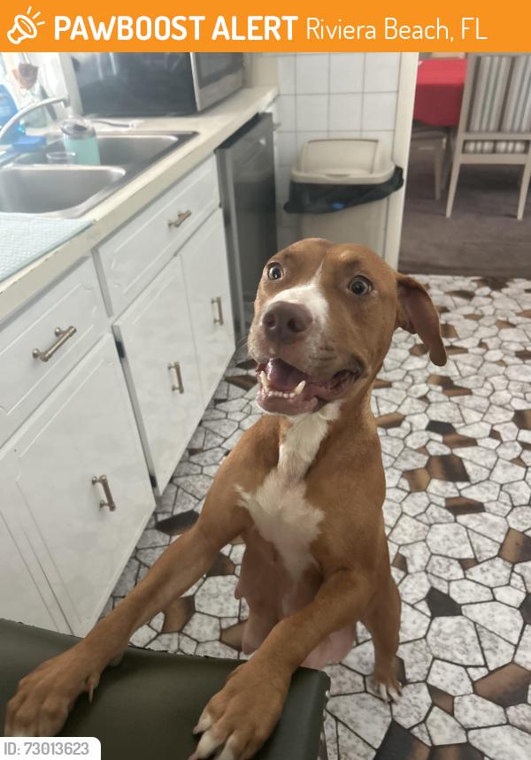 Found/Stray Female Dog last seen Near W 11th St Riviera Beach FL 33404, Riviera Beach, FL 33404