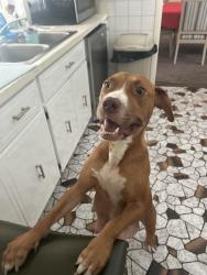 Found/Stray Female Dog last seen Near W 11th St Riviera Beach FL 33404, Riviera Beach, FL 33404