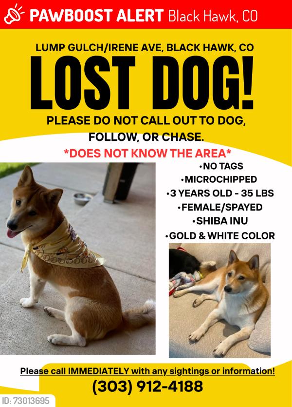 Lost Female Dog last seen Irene Ave and Harry street , Black Hawk, CO 80422