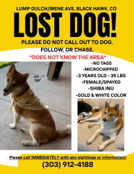 Lost Female Dog last seen Irene Ave and Harry street , Black Hawk, CO 80422