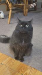 Lost Female Cat last seen Home. Yax rd between Sandy Creek and Hurd, Monroe, MI 48162