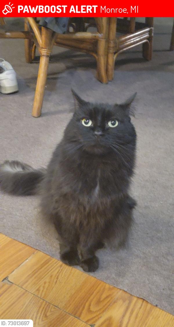 Lost Female Cat last seen Home. Yax rd between Sandy Creek and Hurd, Monroe, MI 48162