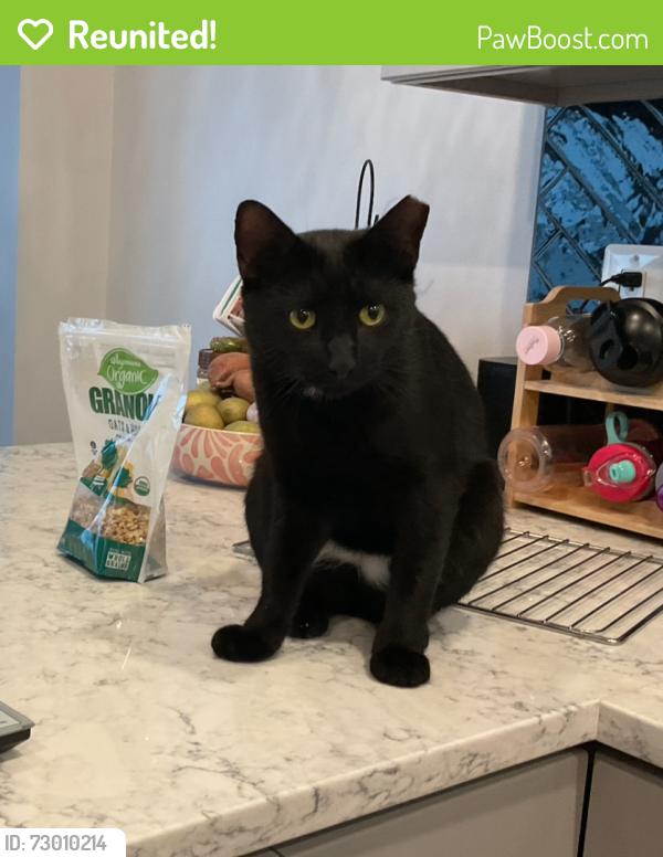 Reunited Male Cat last seen Patrick Henry Elementry School Alexandria, VA, Alexandria, VA 22304