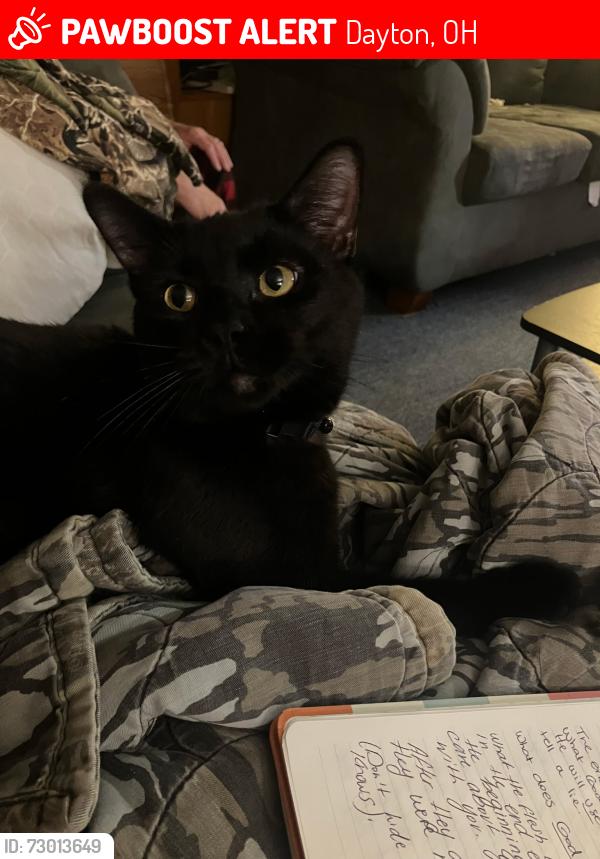 Lost Male Cat last seen Near Lynnfield Drive and Locustwood Drive, Dayton, OH 45429