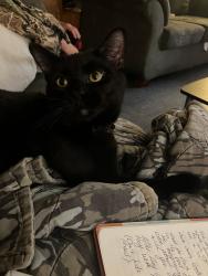 Lost Male Cat last seen Near Lynnfield Drive and Locustwood Drive, Dayton, OH 45429