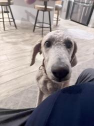 Found/Stray Male Dog last seen Jones and frias , Enterprise, NV 89141