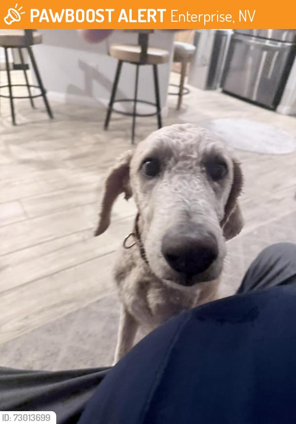 Found/Stray Male Dog last seen Jones and frias , Enterprise, NV 89141