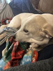 Reunited Female Dog last seen Alamosa & Brodick, Wilmington, NC 28411