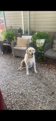 Found/Stray Female Dog last seen Fairview Road in 418, Simpsonville, SC 29680