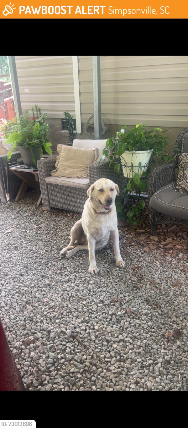 Found/Stray Female Dog last seen Fairview Road in 418, Simpsonville, SC 29680