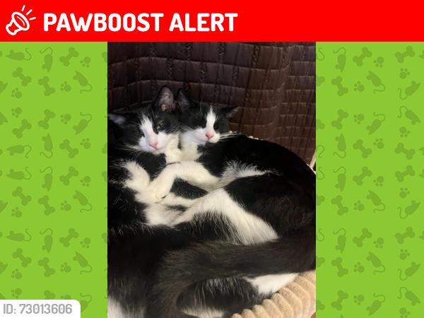 Lost Female Cat last seen rue cite-des-jeunes and Rue emile-Bouchrd, Vaudreuil-Dorion, QC J7V 0A8