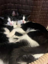 Lost Female Cat last seen rue cite-des-jeunes and Rue emile-Bouchrd, Vaudreuil-Dorion, QC J7V 0A8