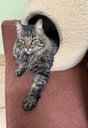 Lost Male Cat last seen Yucca st, Santa Fe, NM 87505