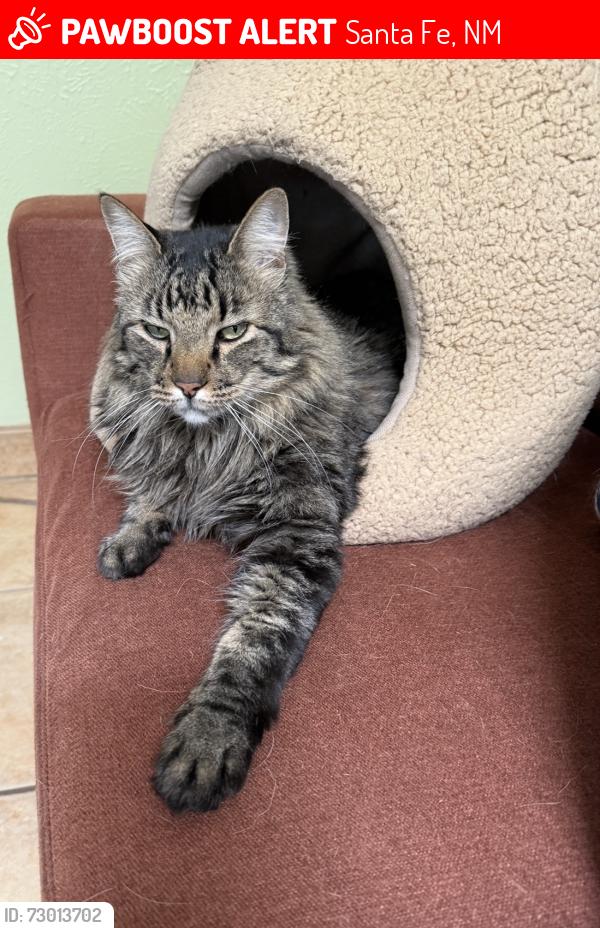 Lost Male Cat last seen Yucca st, Santa Fe, NM 87505