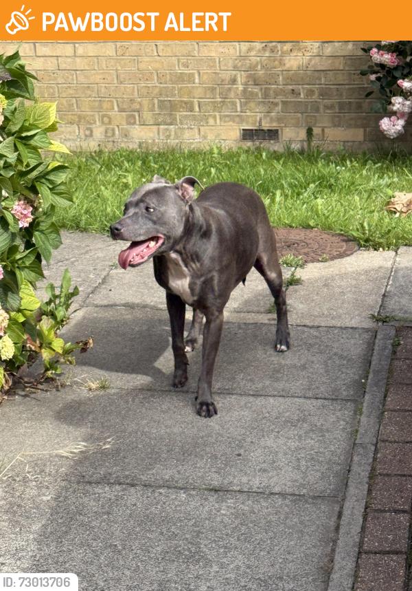 Found/Stray Female Dog last seen Addington way , Leagrave, England LU4