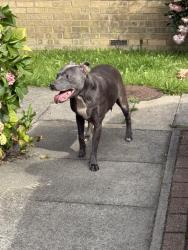 Found/Stray Female Dog last seen Addington way , Leagrave, England LU4
