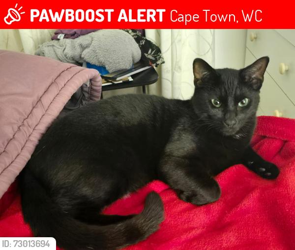 Lost Male Cat last seen Bosuns Road, Cape Town, WC 7798