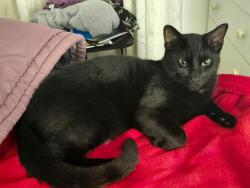 Lost Male Cat last seen Bosuns Road, Cape Town, WC 7798