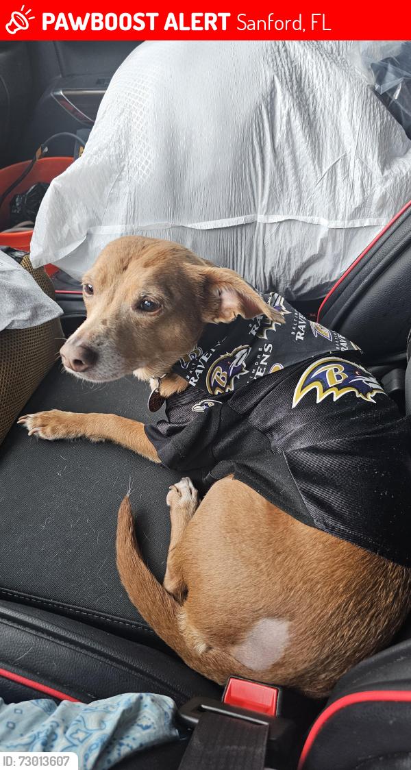 Lost Female Dog last seen Near Long Leaf pine circle Sanford FL , Sanford, FL 32773