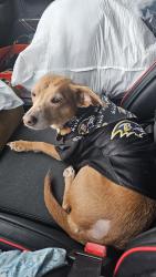 Lost Female Dog last seen Near Long Leaf pine circle Sanford FL , Sanford, FL 32773