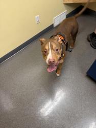 Reunited Female Dog last seen Picked up from home address 1712 Yellowthroat Dr in Little Elm by citizen shipper transport, Little Elm, TX 75068