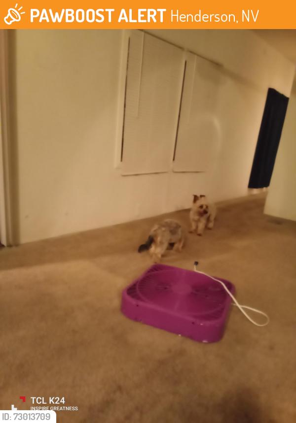 Found/Stray Female Dog last seen Hollywood and vegas valley, Henderson, NV 89011