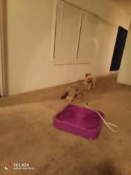 Found/Stray Female Dog last seen Hollywood and vegas valley, Henderson, NV 89011