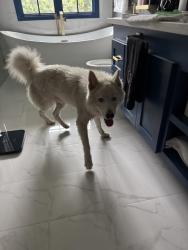 Found/Stray Male Dog last seen Sprinch beach área, Houston, TX 77079