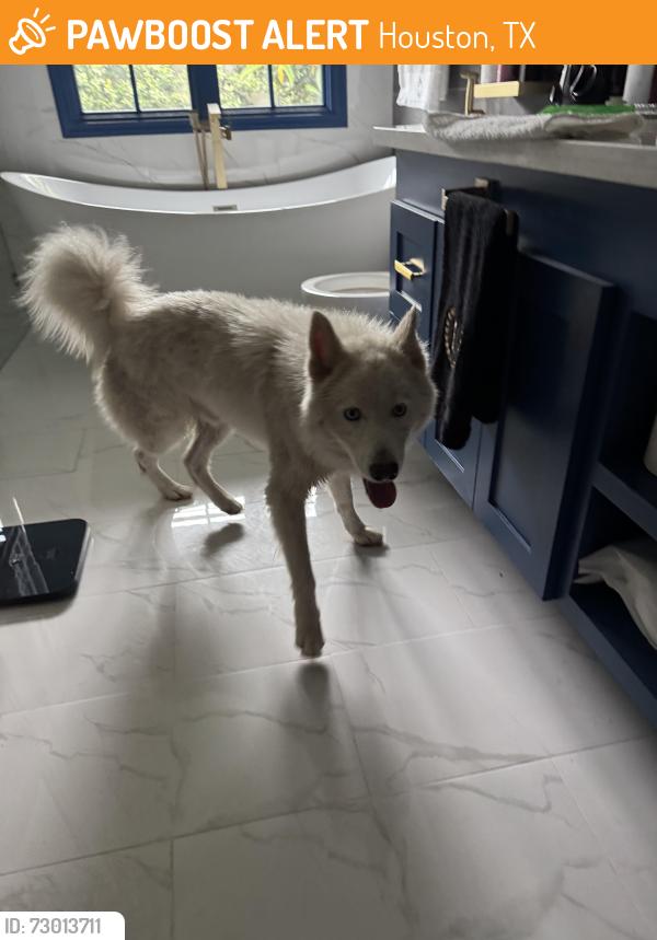 Found/Stray Male Dog last seen Sprinch beach área, Houston, TX 77079