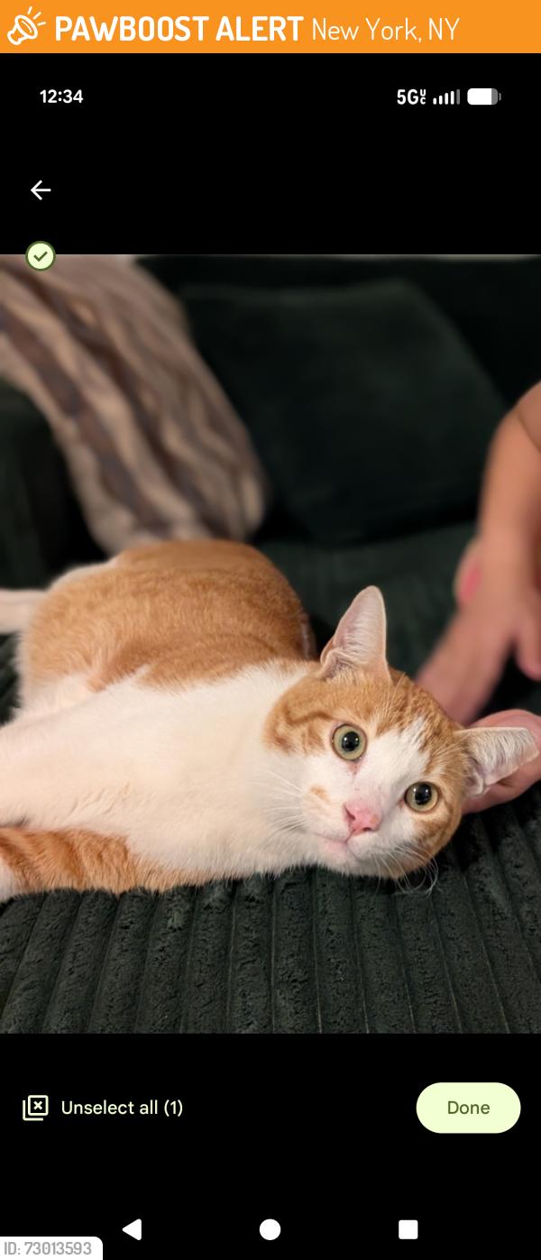 Found/Stray Male Cat last seen Greenwood Cemetery, New York, NY 10019
