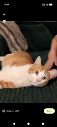 Found/Stray Male Cat last seen Greenwood Cemetery, New York, NY 10019