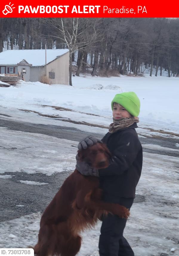 Lost Female Dog last seen whiteoak rd / mt pleasant rd , Paradise, PA 17562