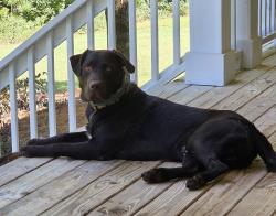Lost Male Dog last seen Stroud Rd. and Preservation Dr., Ola, GA 30252