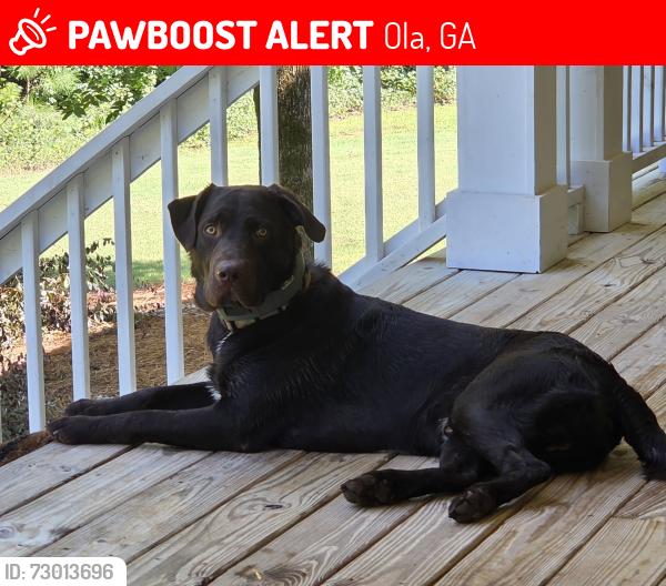 Lost Male Dog last seen Stroud Rd. and Preservation Dr., Ola, GA 30252