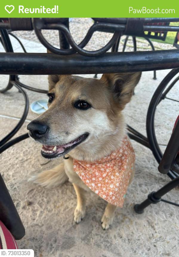 Reunited Female Dog last seen Harris and baseline. Harris elementary school , Mesa, AZ 85204