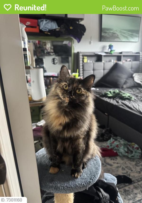 Reunited Female Cat last seen Dwyer Ct, San Jose, CA 95120, USA, San Jose, CA 95120