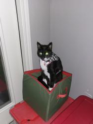 Lost Female Cat last seen Wooldridge and Roddfield, Corpus Christi, TX 78414