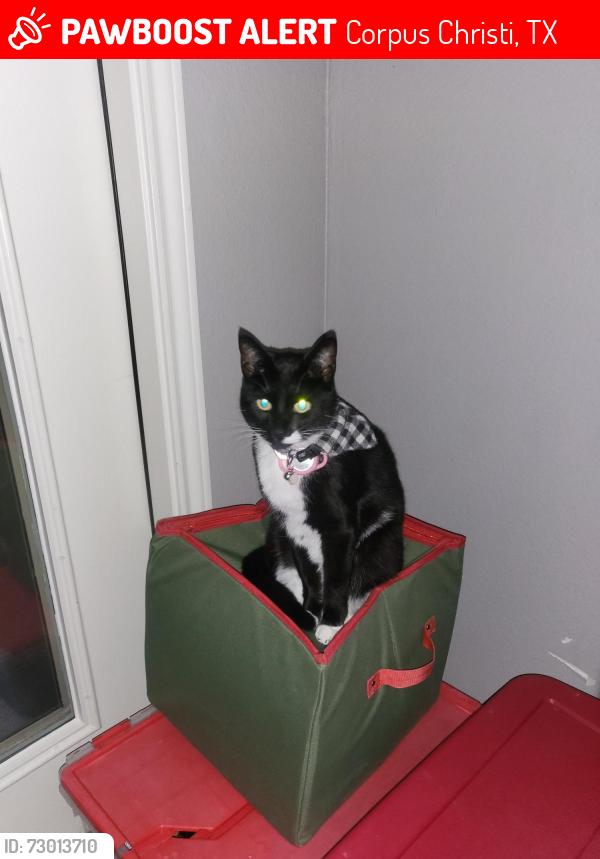 Lost Female Cat last seen Wooldridge and Roddfield, Corpus Christi, TX 78414